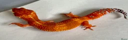 Leopard Gecko reptiles for sale: Leopard Gecko Babies - Advert 1