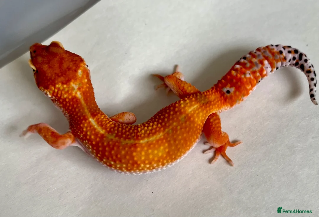 Leopard Gecko reptiles for sale: Leopard Gecko Babies - Advert 1