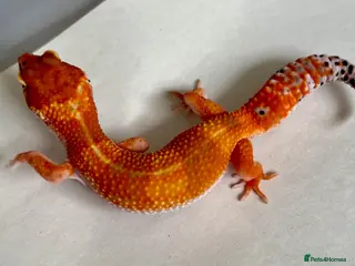 Leopard Gecko reptiles Leopard Gecko Babies - Advert 1