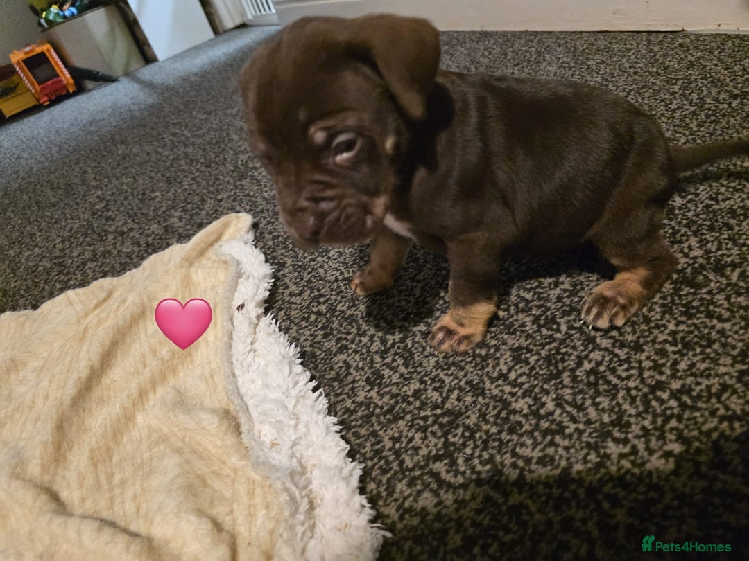 Cane Corso dogs for sale: Cane corso pups - Advert 7