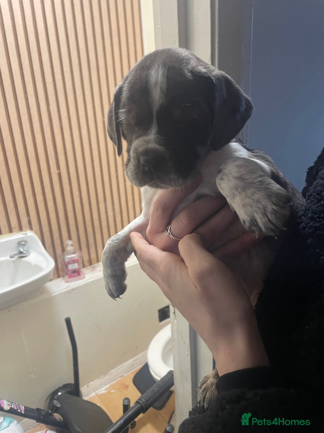 Mixed Breed dogs for sale:  Springer spaniel cross olde English bulldogge  - Advert 6