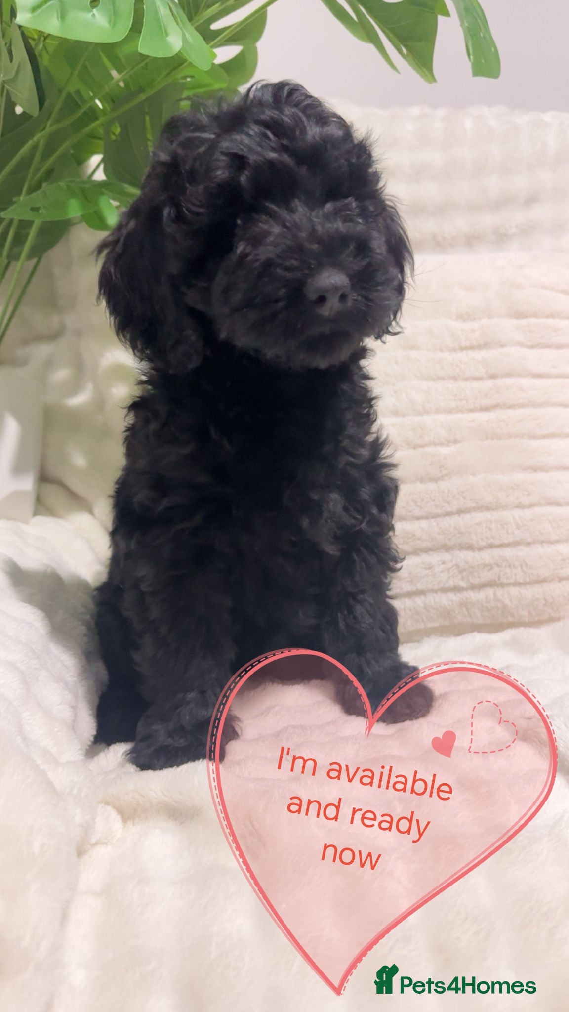 Australian Labradoodle dogs Australian labradoodles  - Advert 3