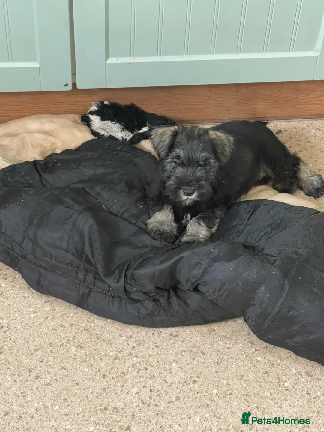 Miniature Schnauzer dogs for sale: KC reg miniature schnauzer puppies for sale  - Advert 7