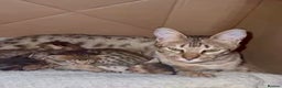 Savannah cats for sale: Excellent Quality Tica Registered Purebred kittens - Advert 4