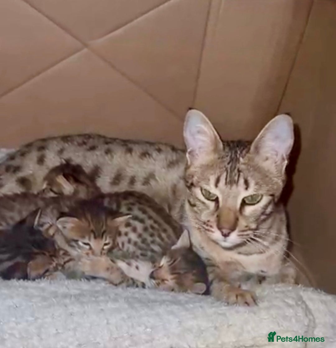 Savannah cats for sale: Excellent Quality Tica Registered Purebred kittens - Advert 4