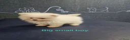 Pomeranian dogs for sale: Amazing Pomeranian  **  Puppy pure White colour in Salford - Advert 11