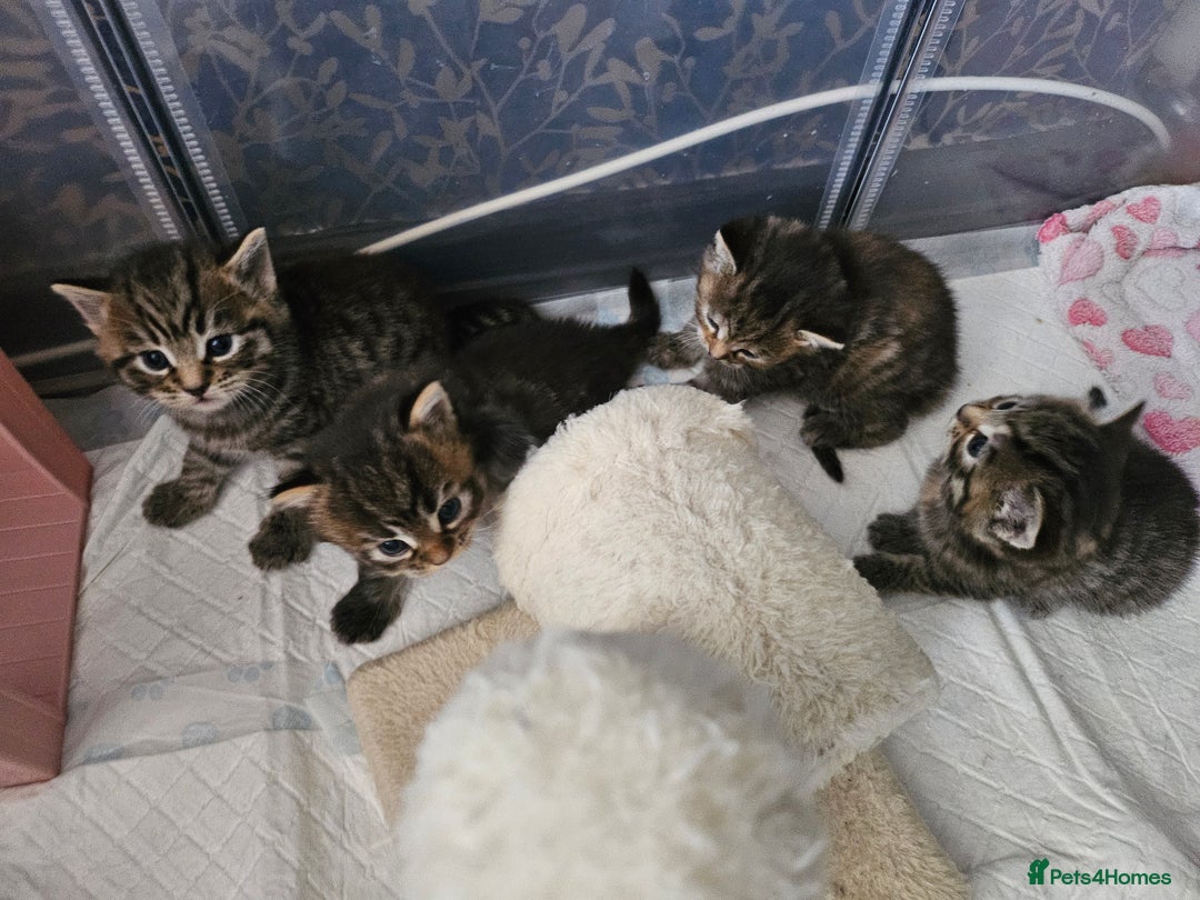 European cats for sale: 4 beautiful kittens looking for the New 🤎 home  - Image 4