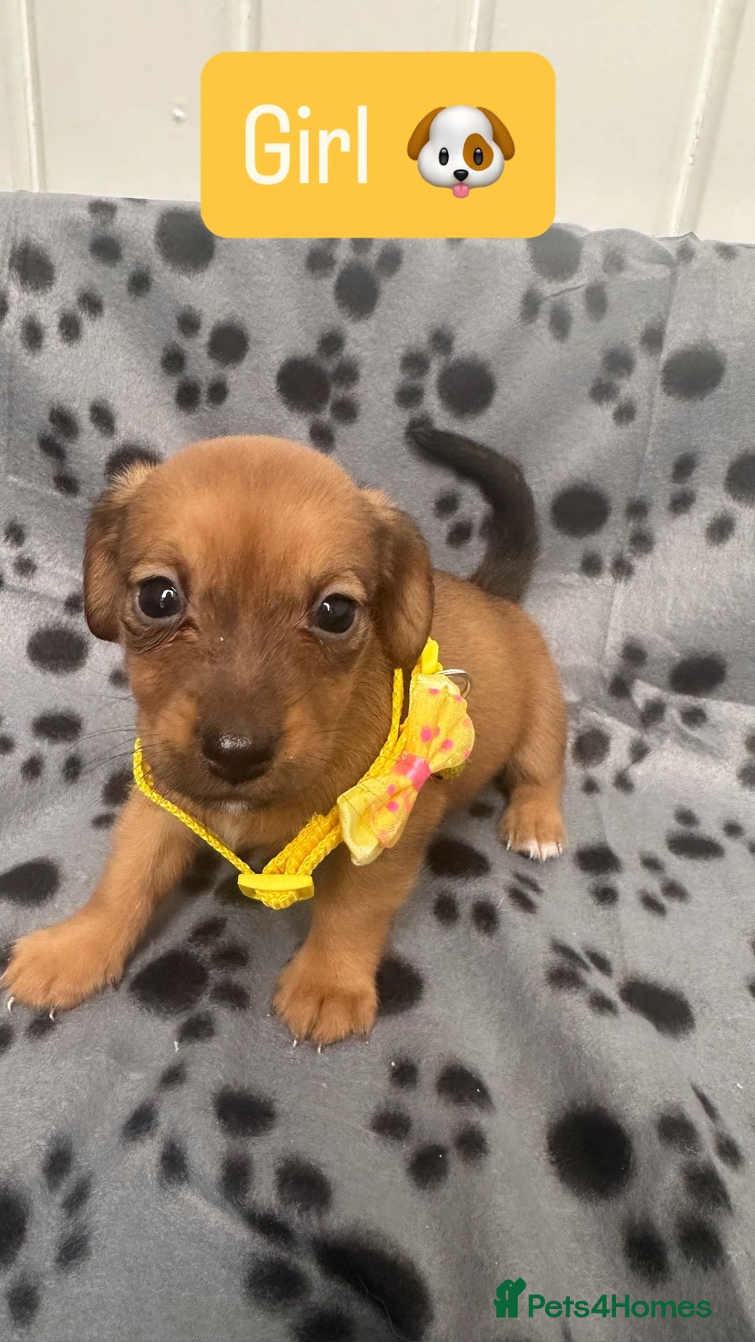 Jack Russell dogs for sale: Jack RussellxMini Dachshund ready to leave NOW 🏠 - Image 13