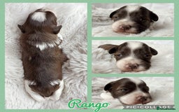 Miniature Schnauzer dogs for sale: MAC/BVA CLEAR - ONE GIRL WITH BLACK/RED COLOURING - Image 8