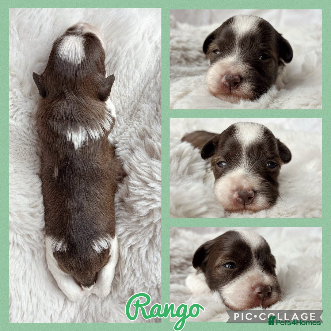 Miniature Schnauzer dogs for sale: MAC/BVA CLEAR - ONE GIRL WITH BLACK/RED COLOURING - Image 8