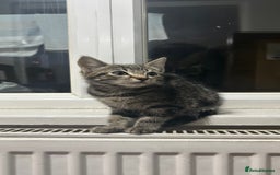 Mixed Breed cats for sale: ADORABLE KITTENS LOOKING FOR A FOREVER HOME 💗 - Image 2