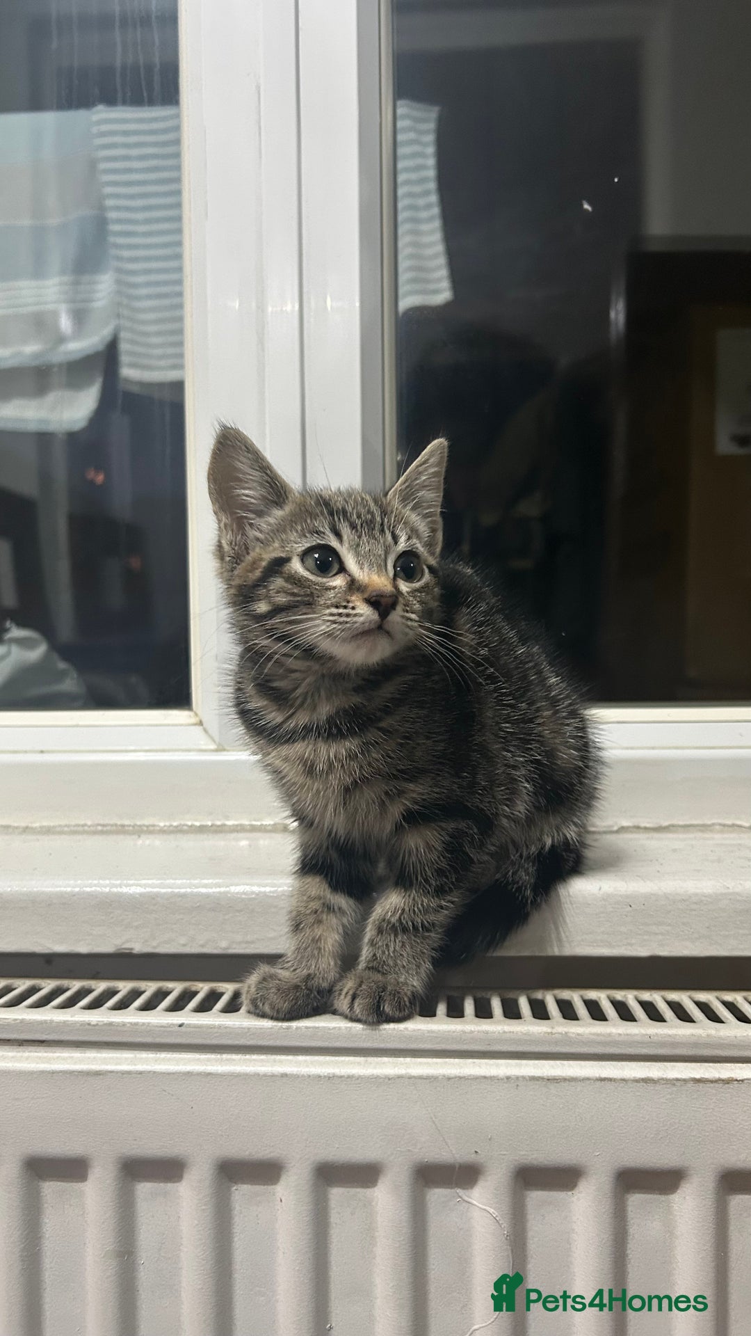 Mixed Breed cats for sale: ADORABLE KITTENS LOOKING FOR A FOREVER HOME 💗 - Image 2