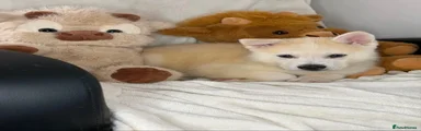 Siberian Husky 5