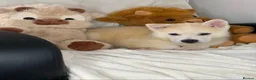 Siberian Husky dogs for sale: Siberian husky puppies  - Advert 6