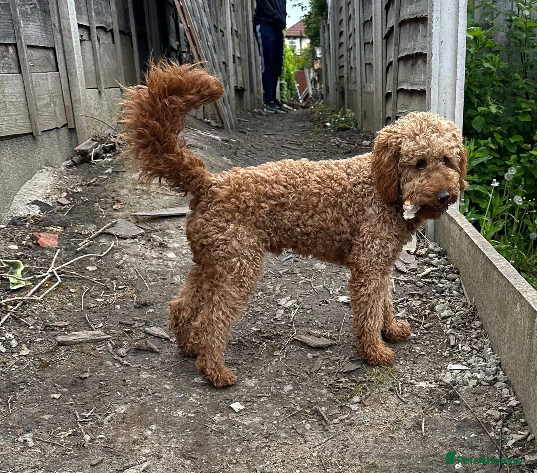 Miniature Poodle dogs Labapoodle  - Advert 3