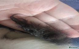 Mixed Breed cats for sale: Fluffy kitten - Image 5
