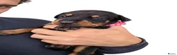 Dobermann dogs for sale: Female Doberman - Advert 5