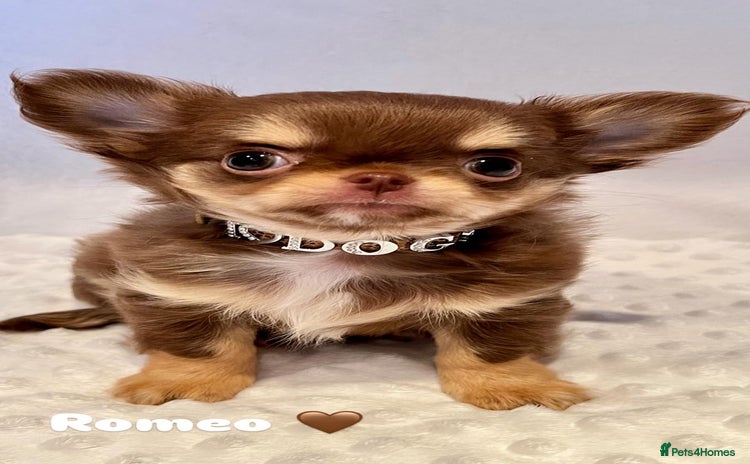 Chihuahua dogs - Advert 4