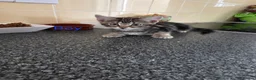 Mixed Breed cats for sale: Kittens looking for their forever homes - Advert 13