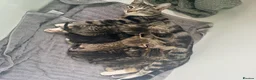 Mixed Breed cats for sale: 5 Beautiful Kittens Available Now !!  in London - Advert 6