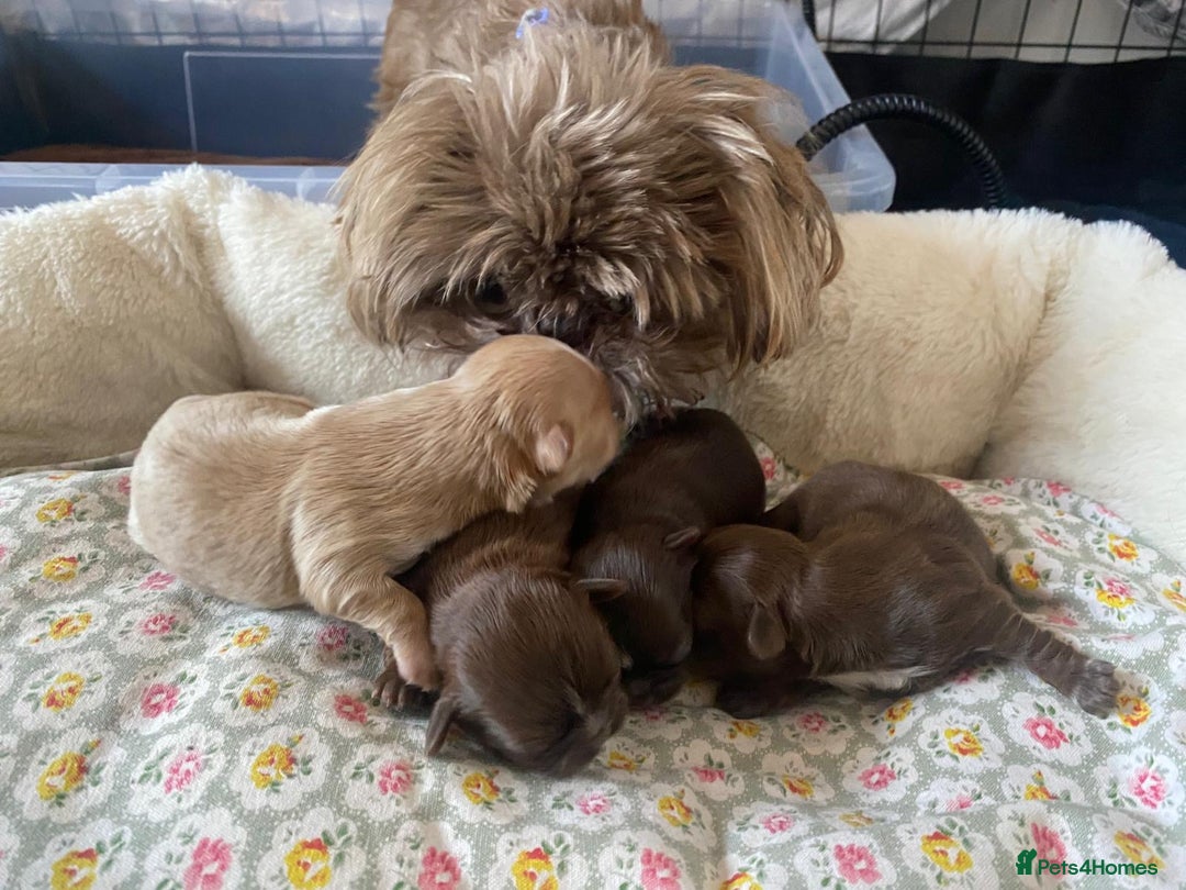 Shih Tzu dogs for sale: KC Imperial Shih Tzu puppies  - Advert 1