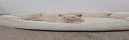 British Shorthair cats for sale: Beautiful British Shorthair Kittens 😻 - Advert 28