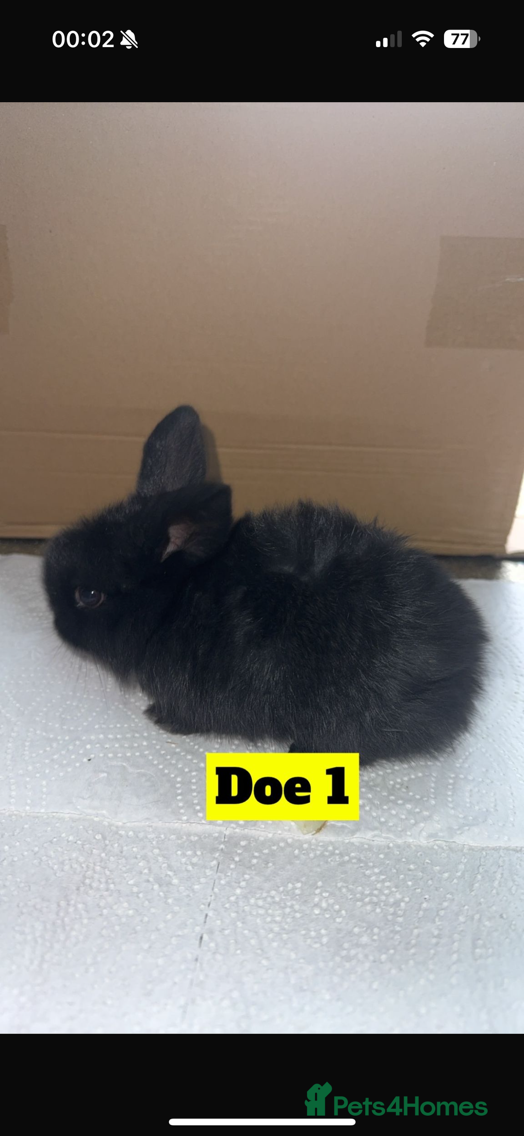 Mini Lop rabbits for sale: Purebred mini lops - Image 5