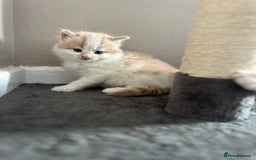 Mixed Breed cats for sale: Beautiful cream and white kitten  - Image 2