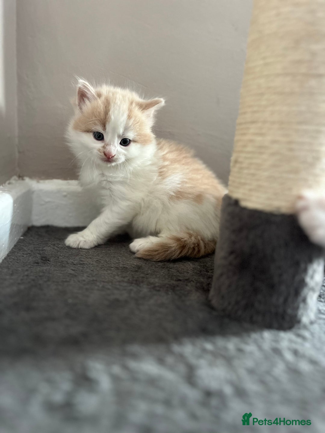 Mixed Breed cats for sale: Beautiful cream and white kitten  - Image 2