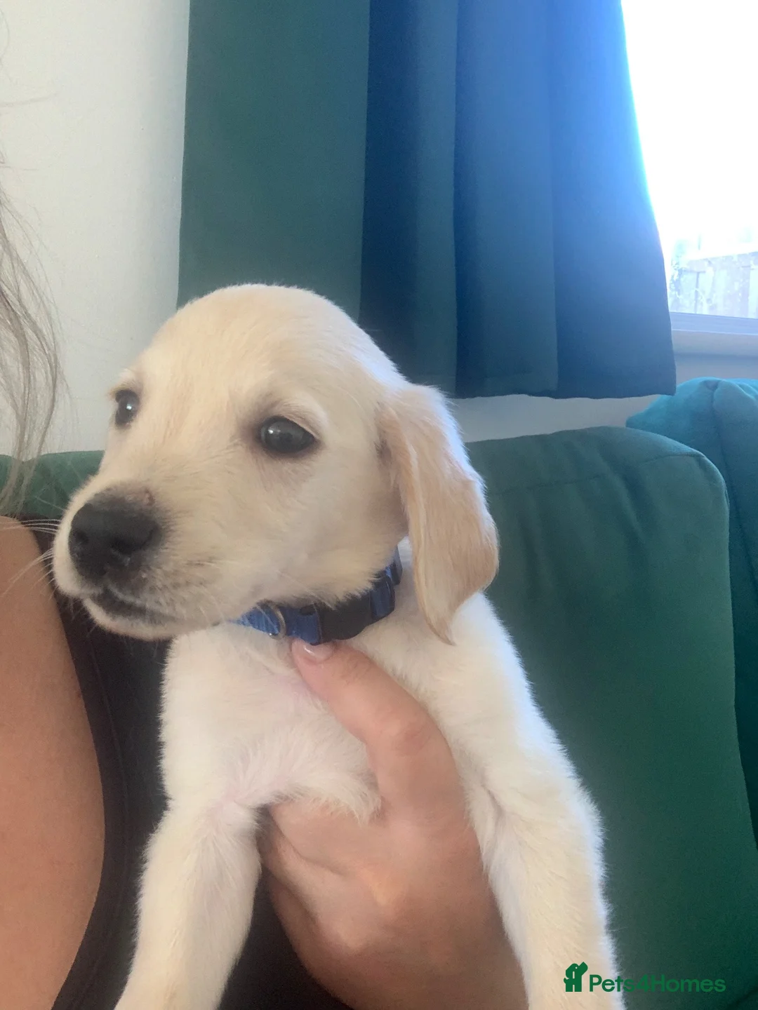 Goldador dogs for sale: Stunning Goldador Puppies - Advert 13