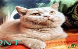 British Shorthair cats for sale: British shorthair  - Image 4