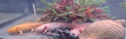 Axolotl reptiles for sale: Baby axolotls - Advert 32