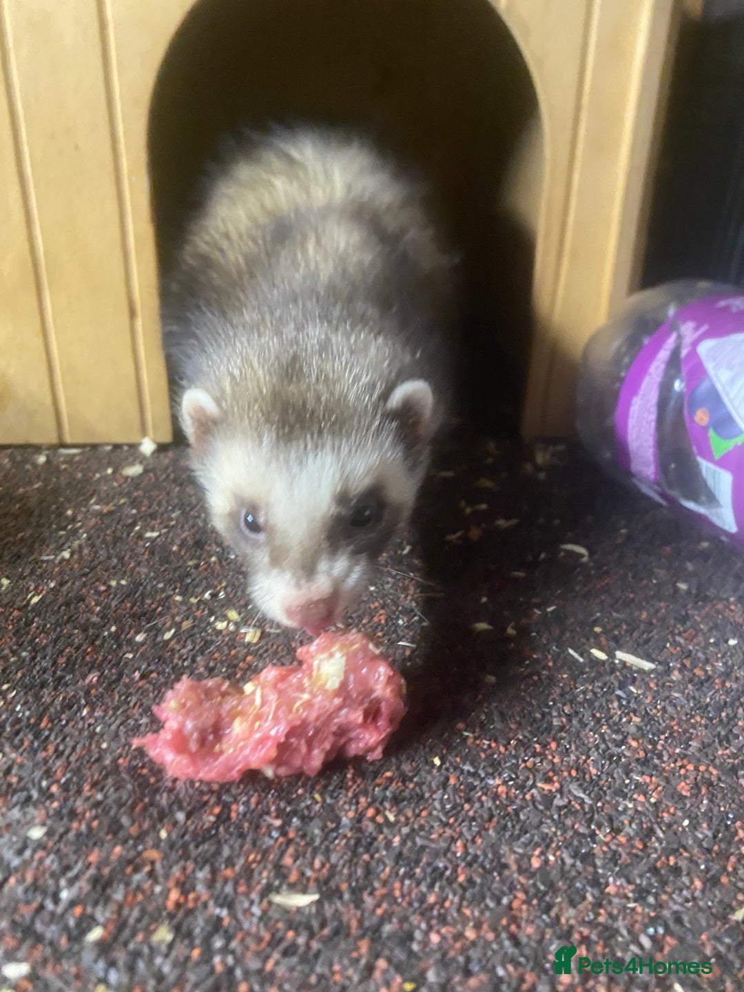 Ferret rodents for sale: Ferrets polecats 2 hobs 1 jill - Advert 4