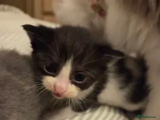 Mixed Breed cats 💓Ragdoll x Scottish straight 😸 - Advert 11
