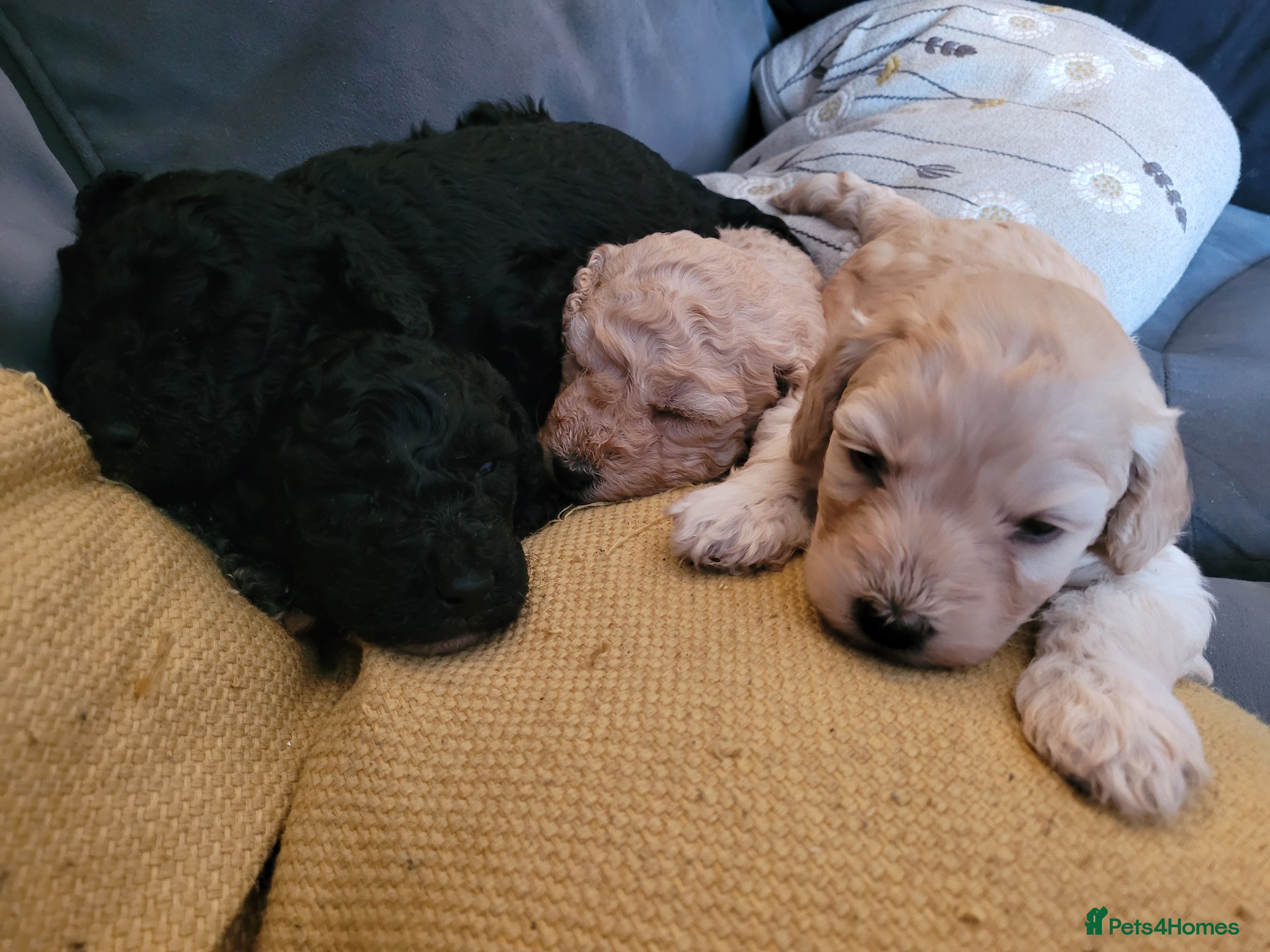 Cockapoo dogs Cockapoo puppies 💝  - Advert 4