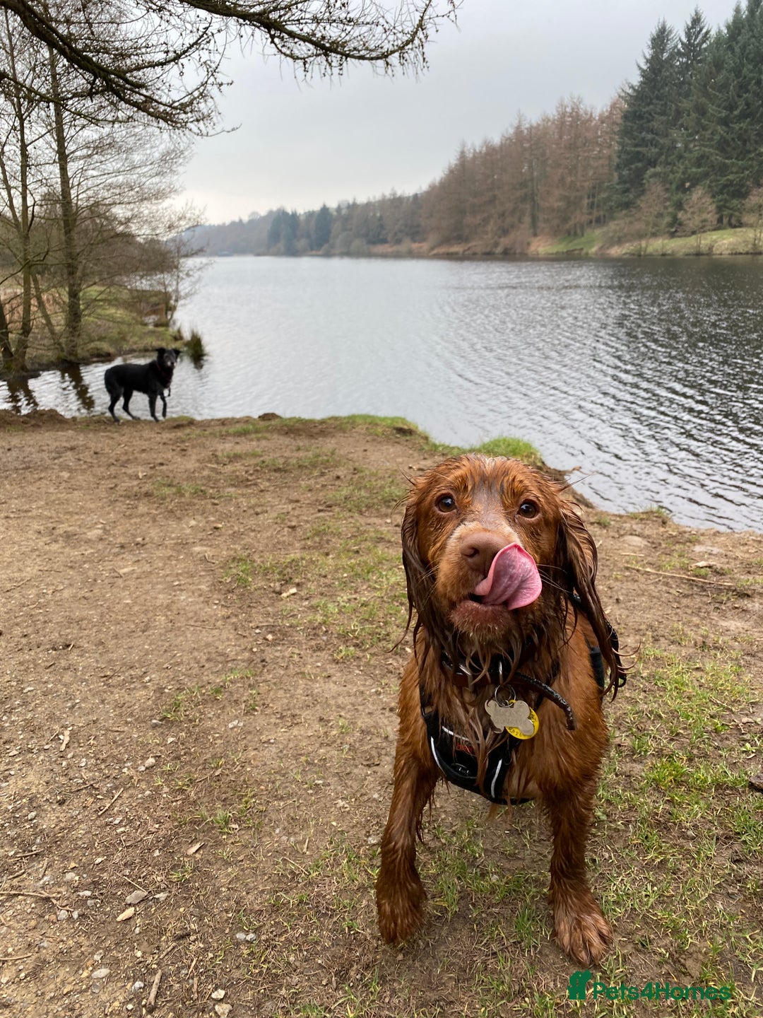Cocker Spaniel dogs for stud: Working cocker for stud in Darlington - Image 2