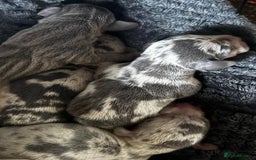 Miniature Dachshund dogs for sale: KC Miniature Dachshunds Blue and Cream dapple - Image 7