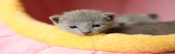 Russian Blue cats for sale: TICA Reg Boutique Russian Blue Kittens  - Advert 28