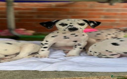 Dalmatian dogs for sale: *Ready for loving homes now* Dalmatian puppies - Image 2
