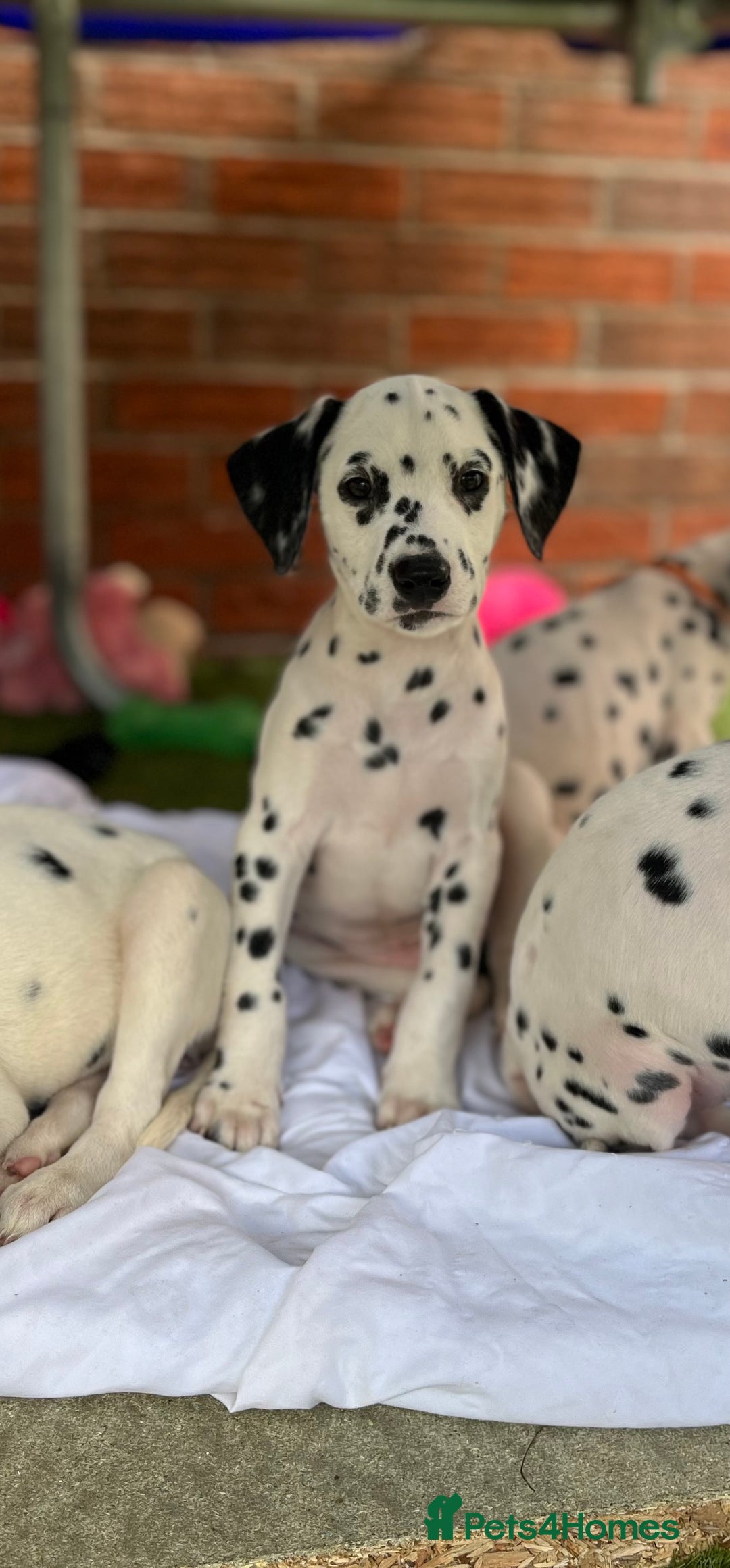 Dalmatian dogs for sale: *Ready for loving homes now* Dalmatian puppies - Image 2