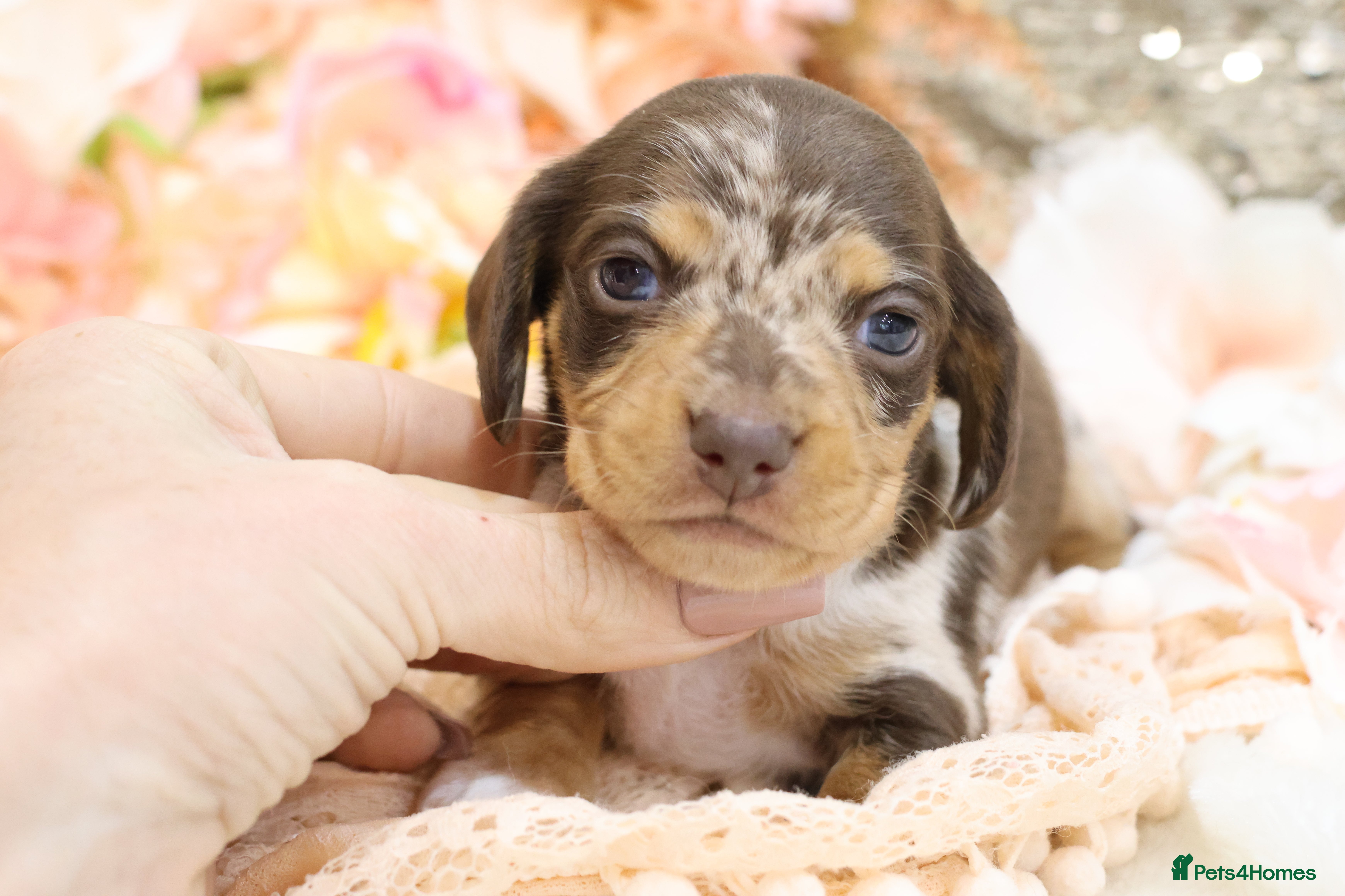 Miniature Dachshund dogs KC Miniature Dachshunds - Advert 3