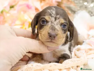 Miniature Dachshund dogs KC Miniature Dachshunds - Advert 3