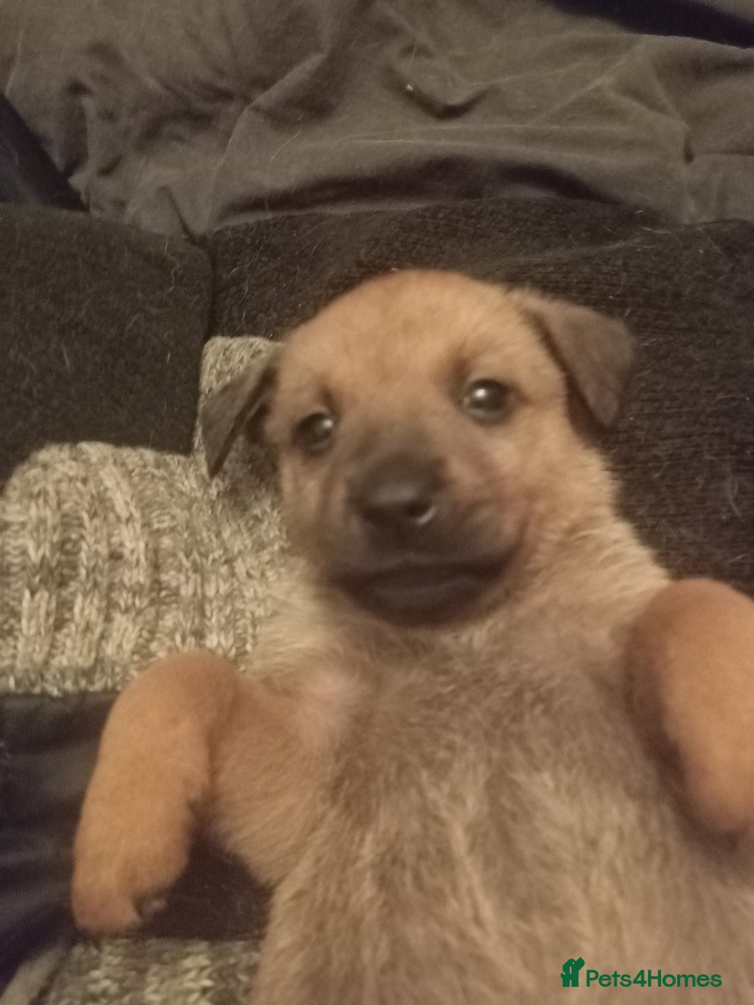 Mixed Breed dogs for sale: 2 brown 3 black Rottweiler German shepherd staffie - Advert 5