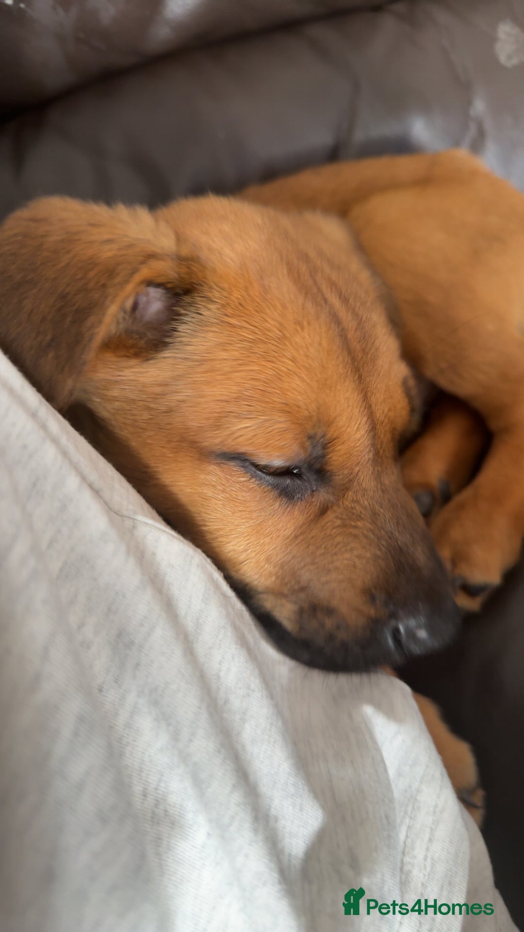 Mixed Breed dogs for sale: Milo  - Image 2