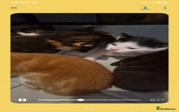 Mixed Breed cats for sale: 5 beautiful kittens, 2 semi long haired.  ❤️ - Image 5