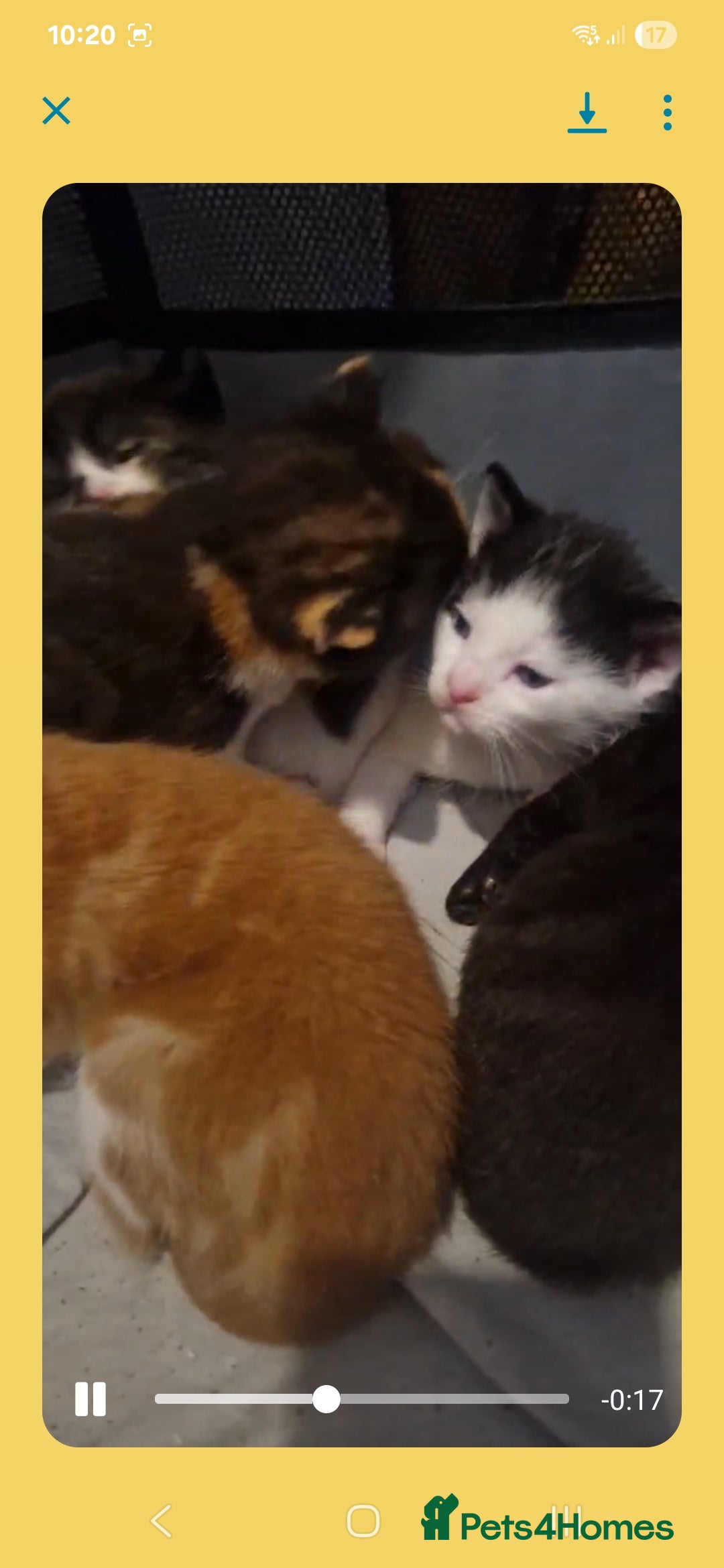 Mixed Breed cats for sale: 5 beautiful kittens, 2 semi long haired.  ❤️ - Image 5