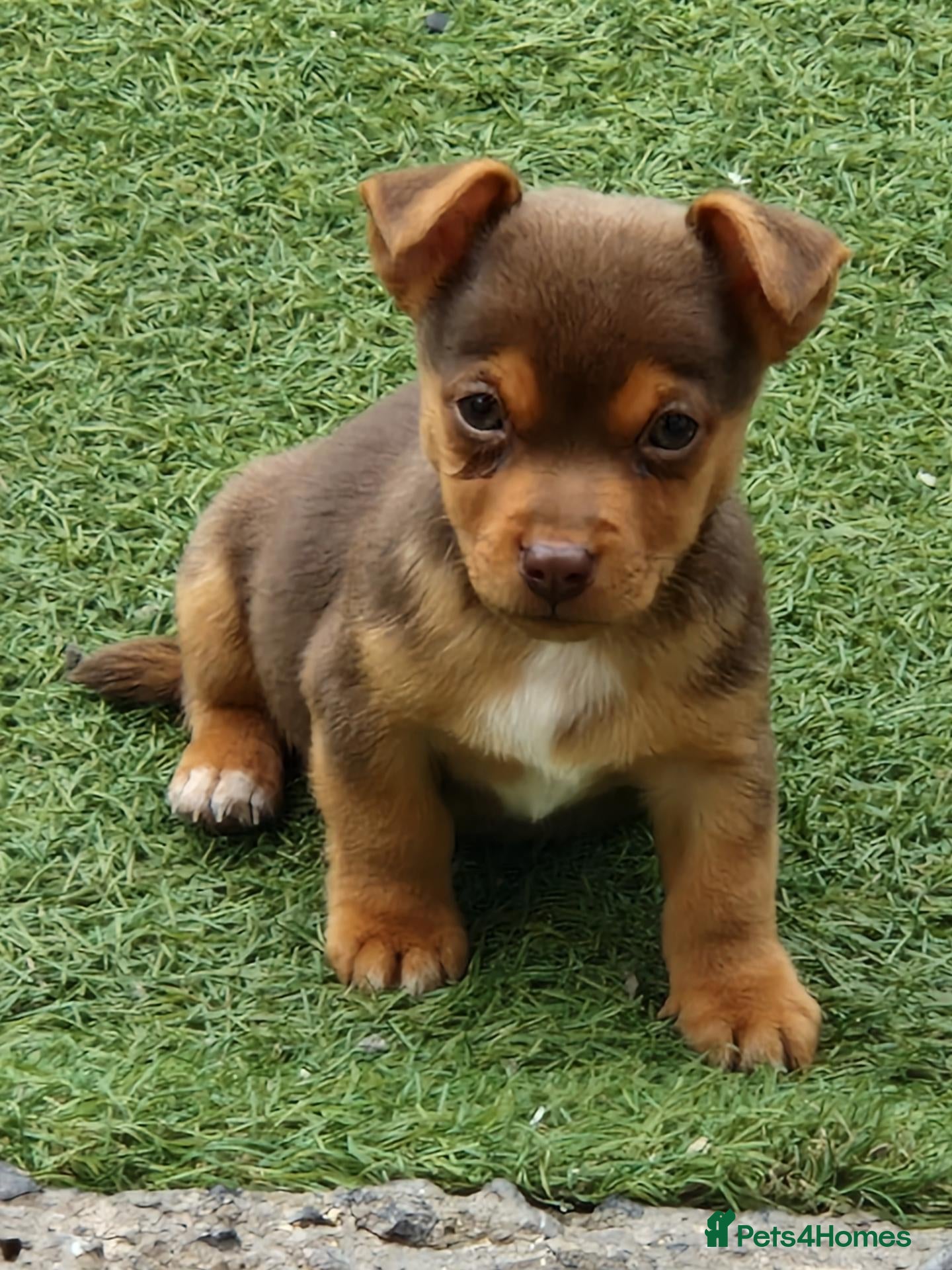 Jack Russell dogs 3 gorgeous chocolate jack rusell - Advert 11