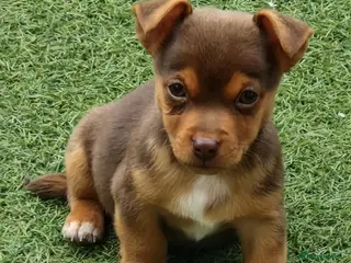 Jack Russell dogs 3 gorgeous chocolate jack rusell - Advert 5