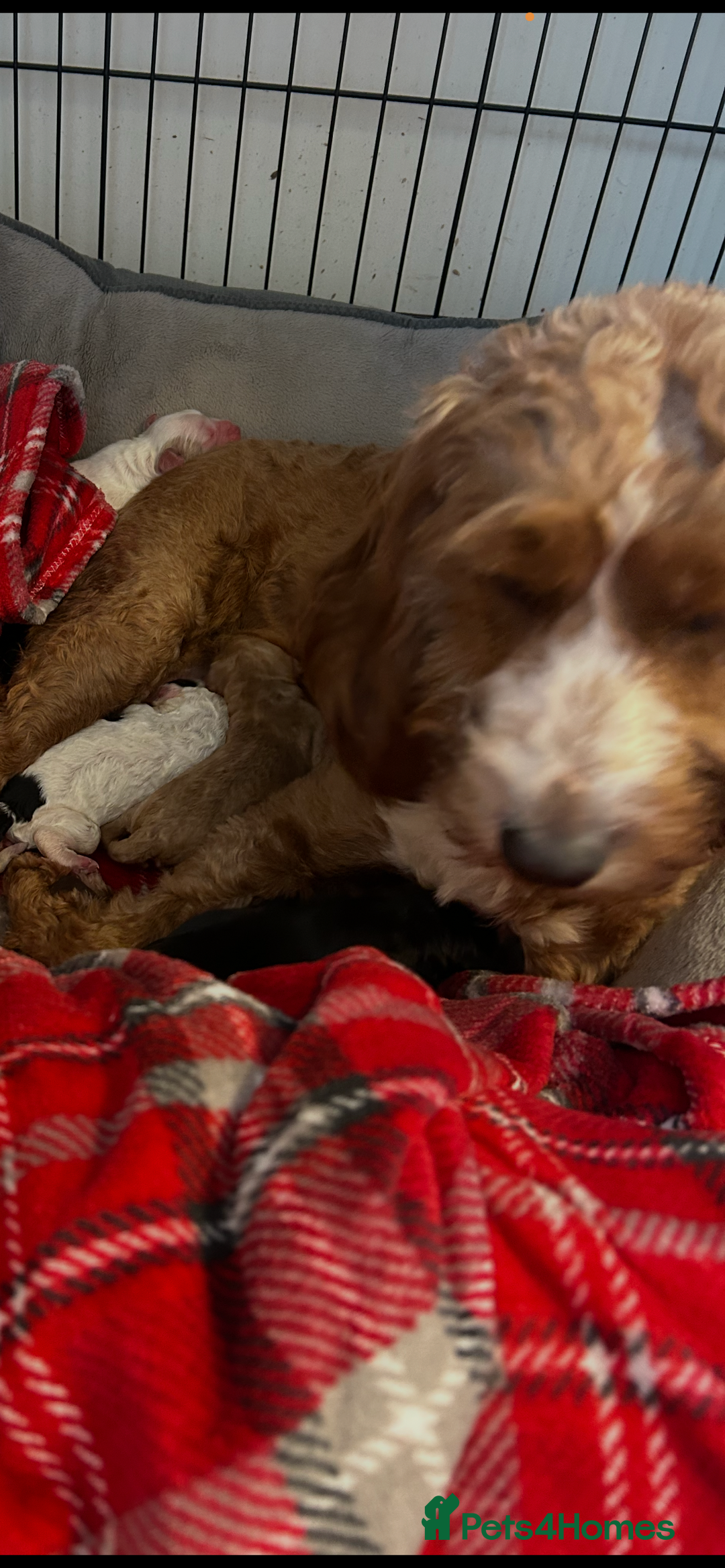 Cockapoo dogs for sale: Cockapoo - Advert 1