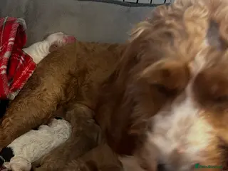 Cockapoo dogs Cockapoo - Advert 17